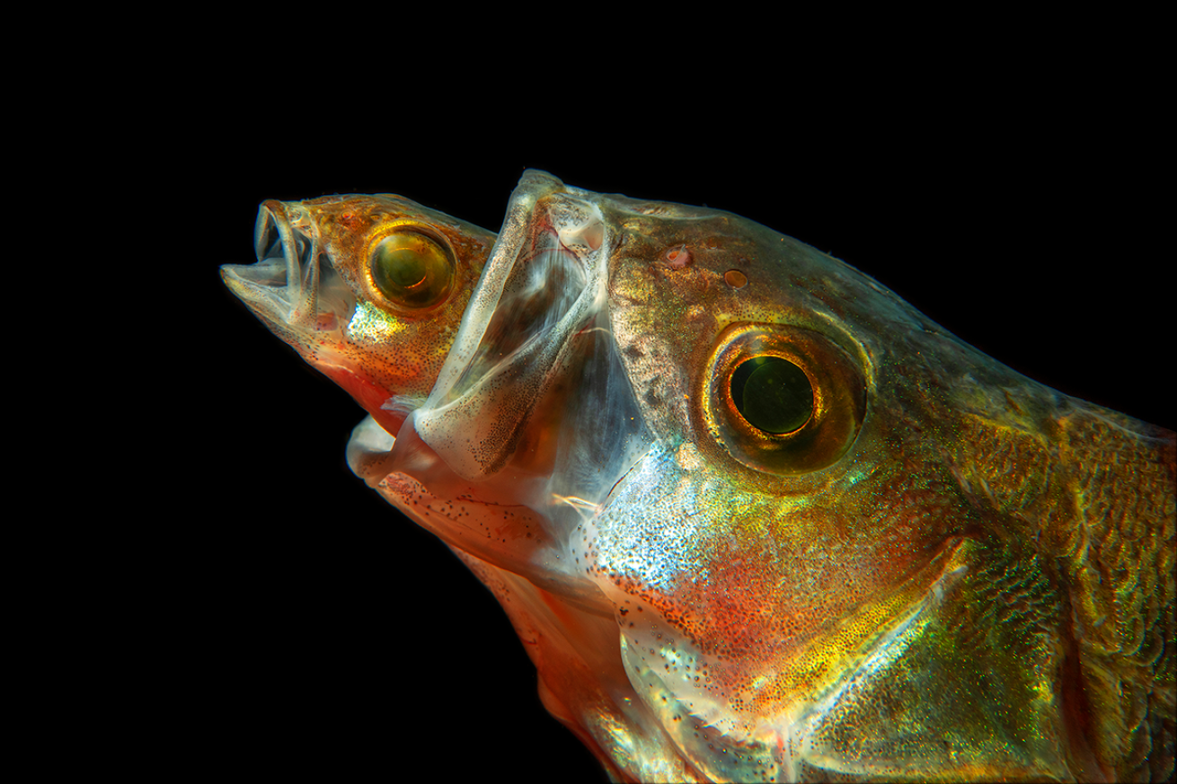 Perch eating a perch
