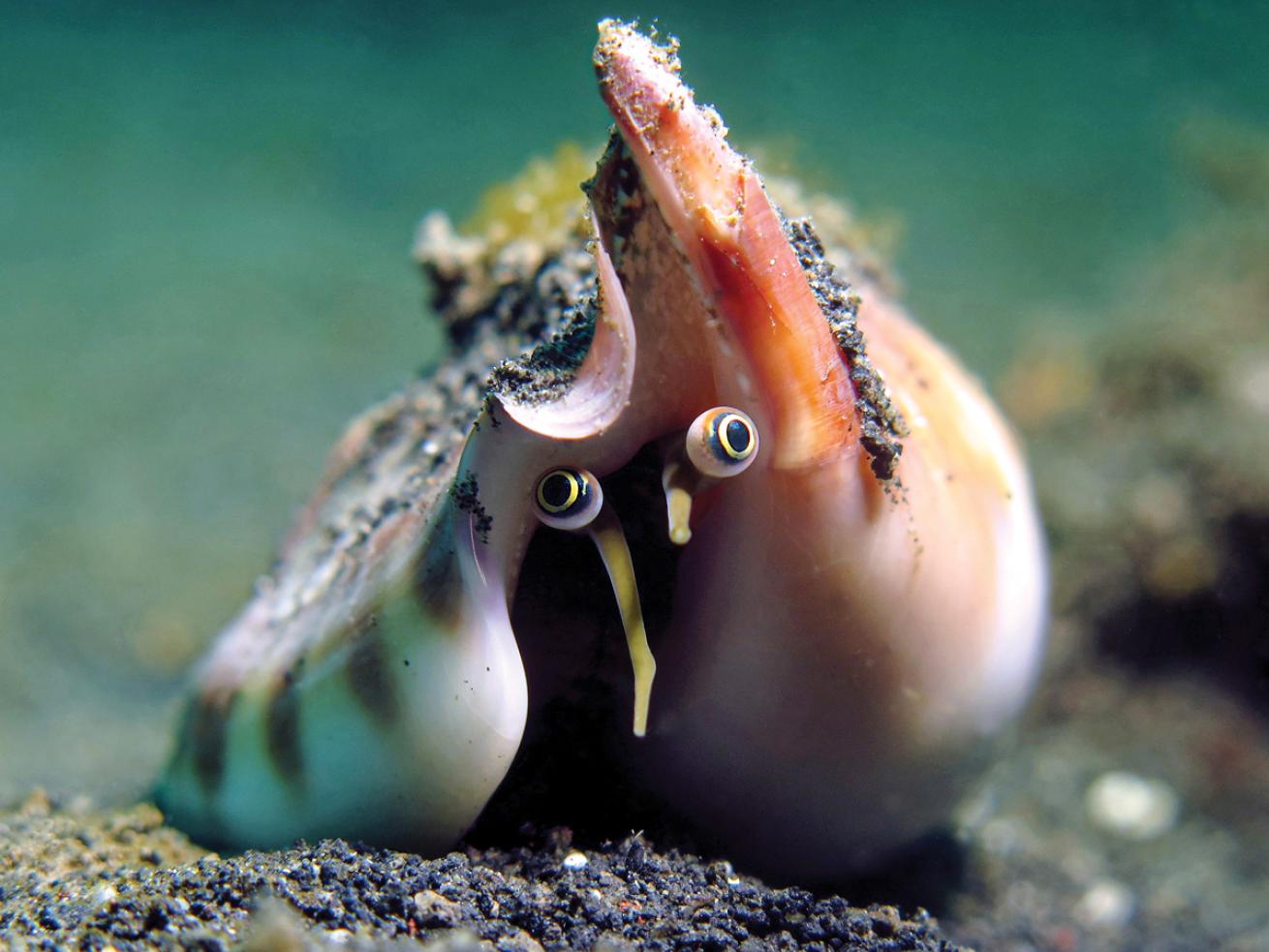 Conch snail