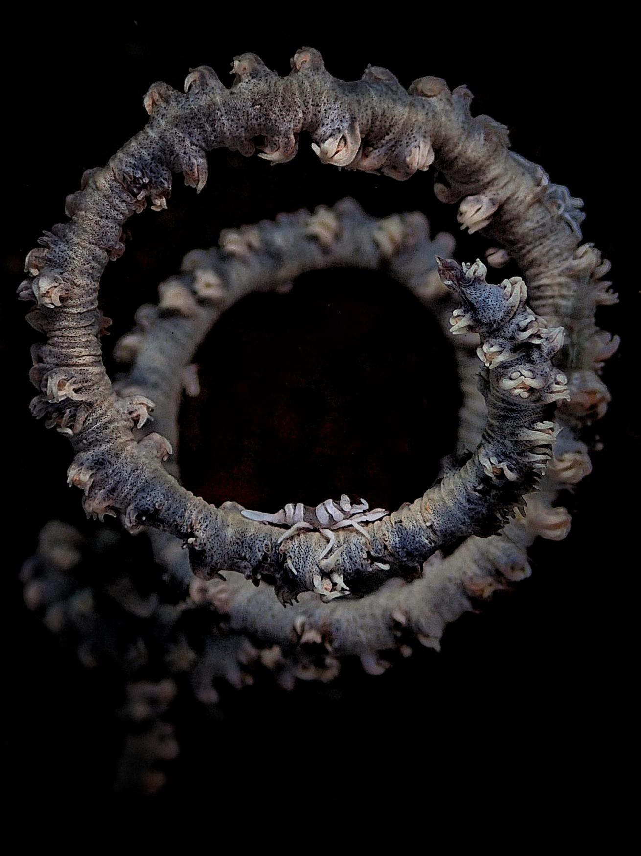 Shrimp on whip coral