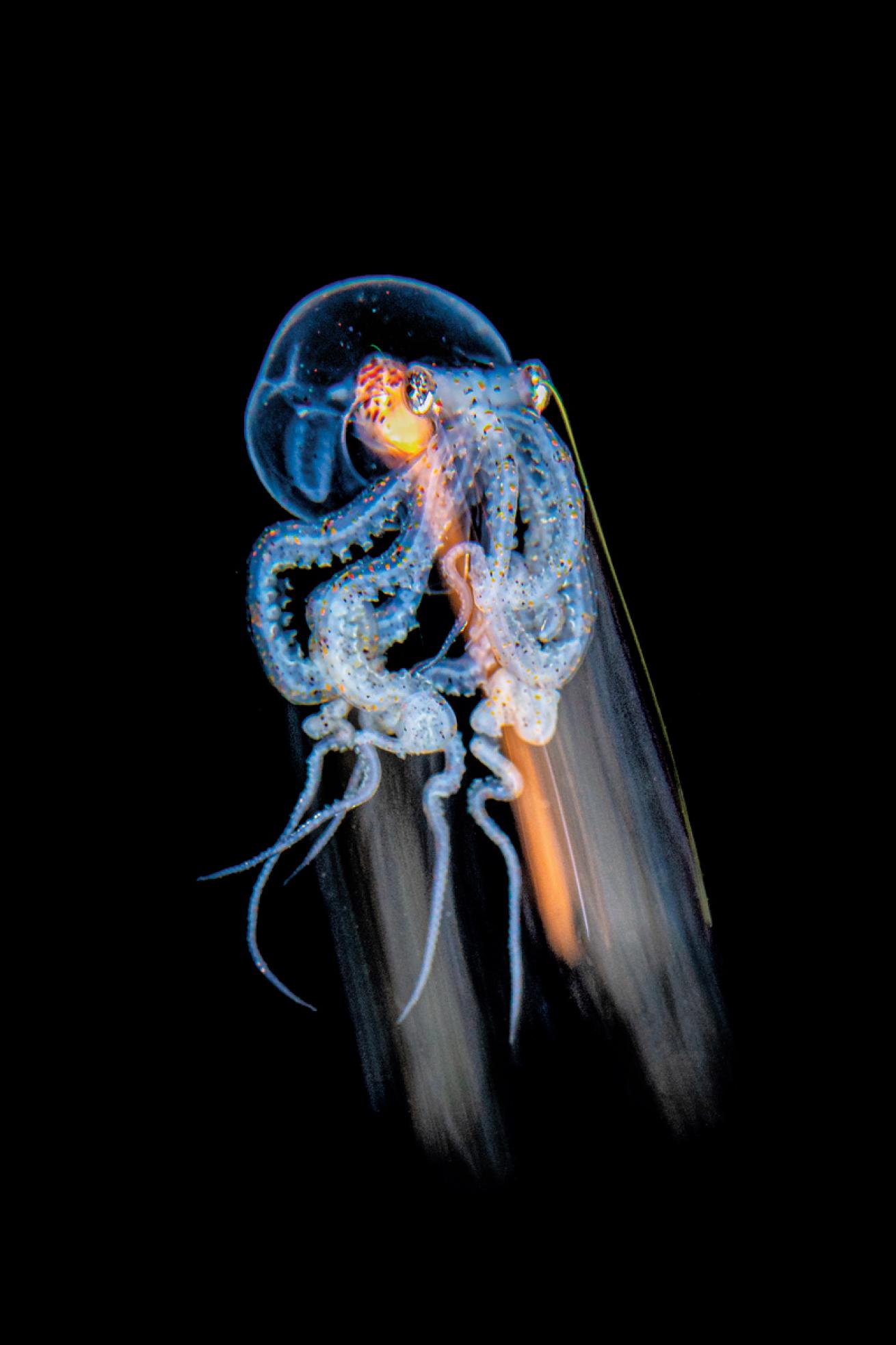 Blackwater wonderpus octopus