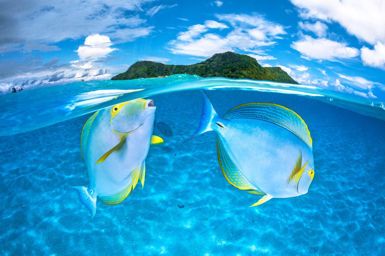 Surgeonfish underover island