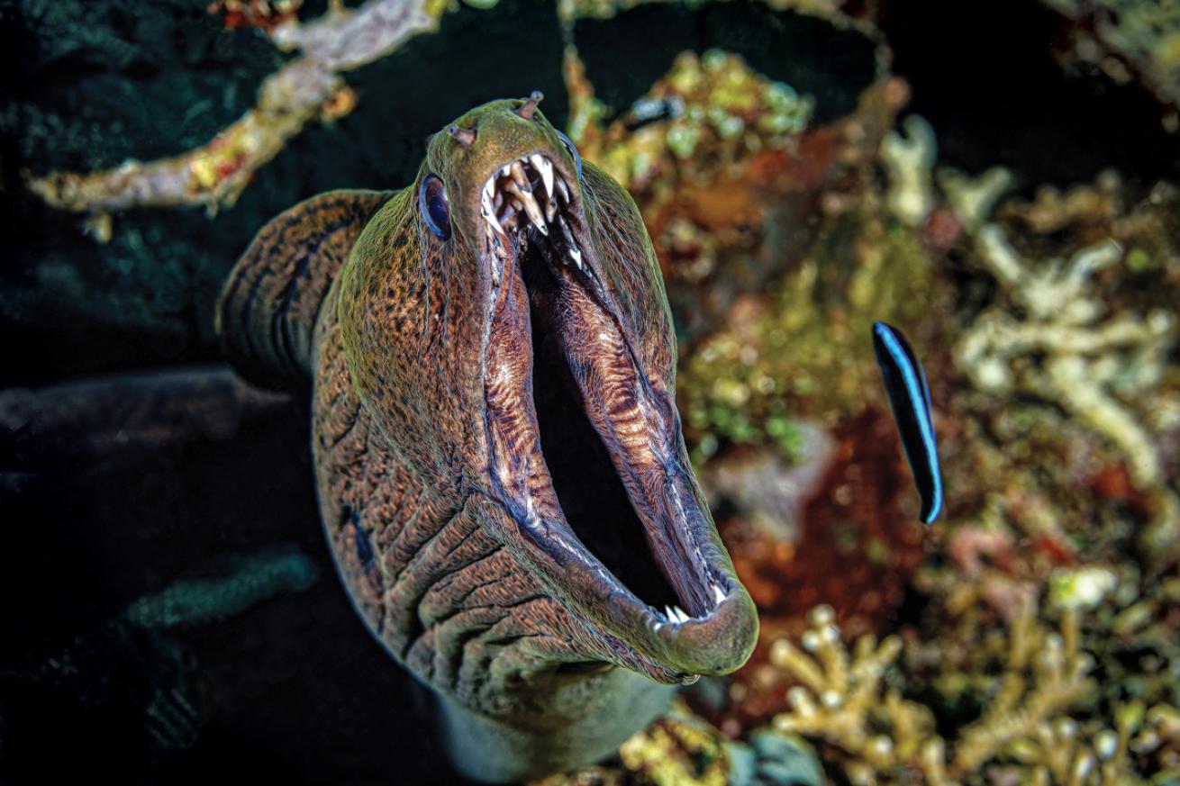 Eel tooth cleaning