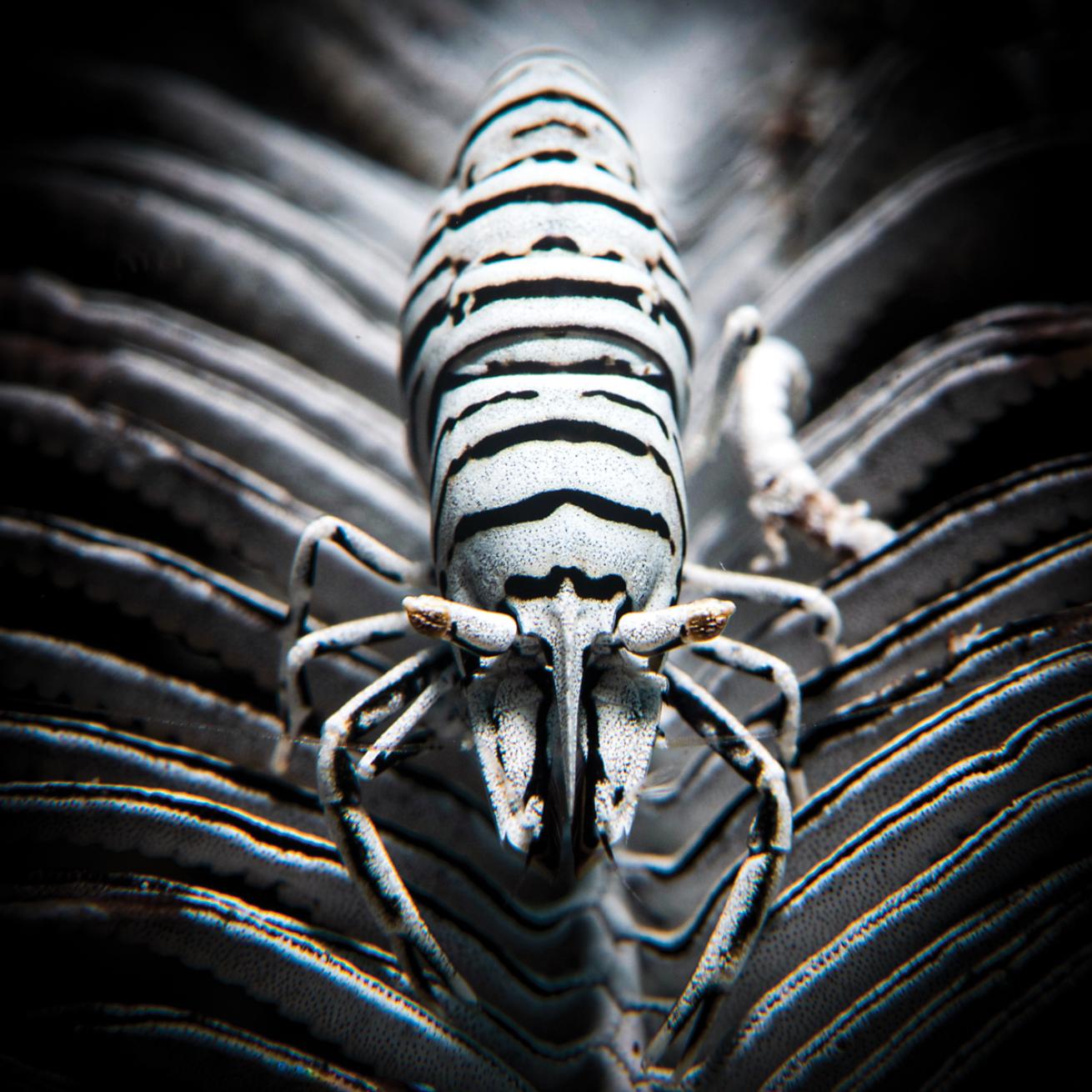 Black and white shrimp