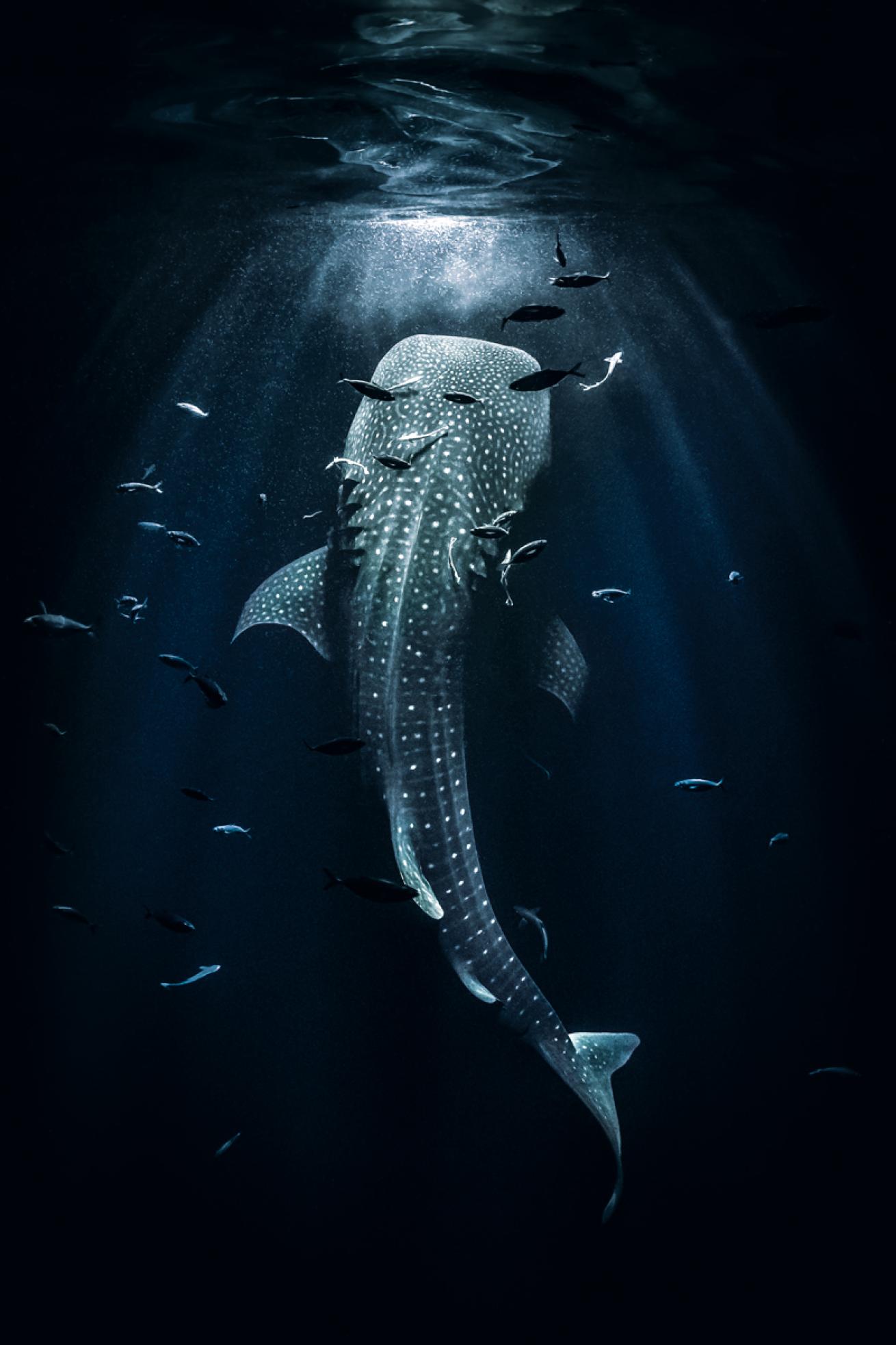 Whale shark night feeding
