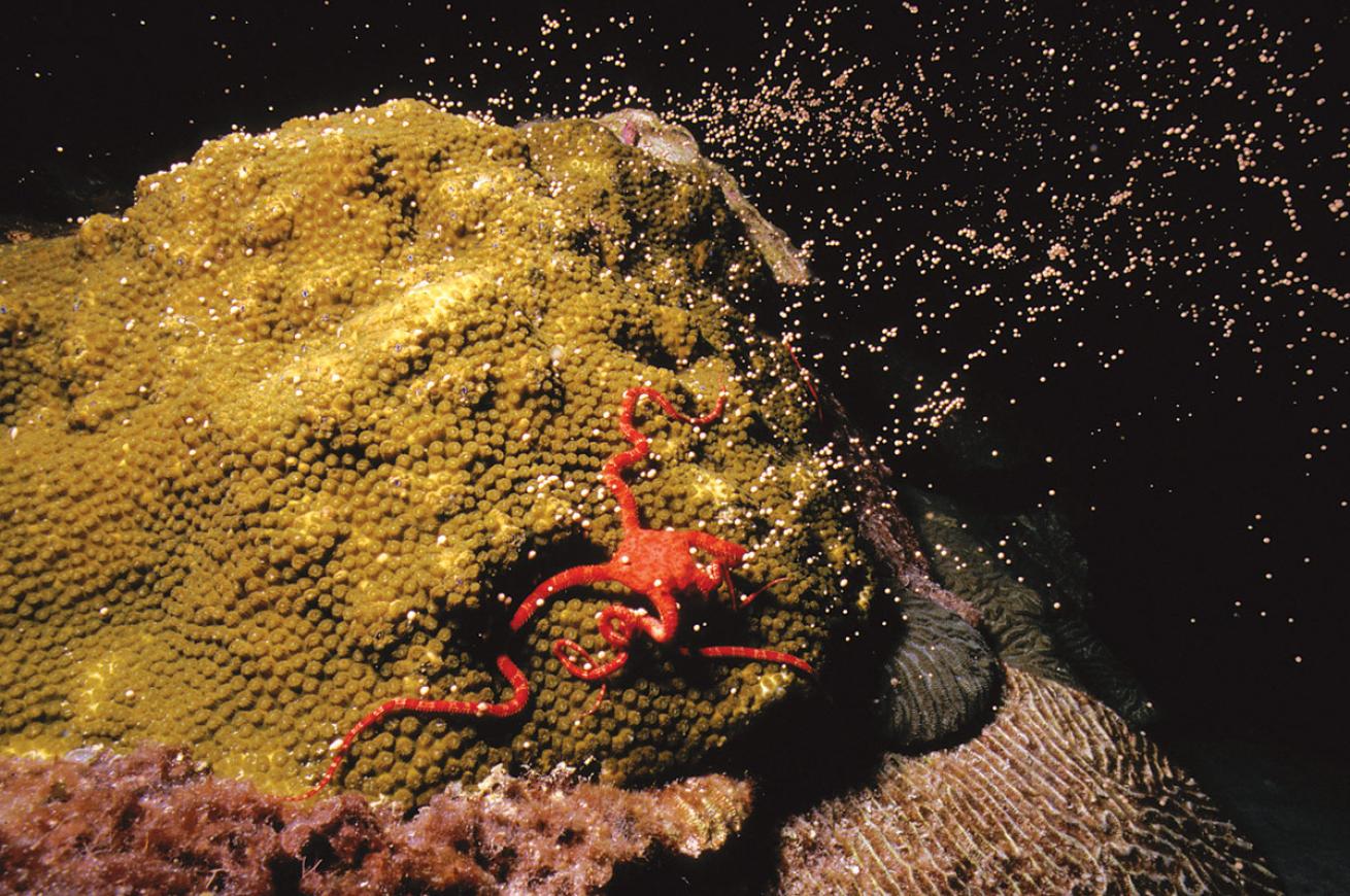 Brittle star on spawning boulder star coral