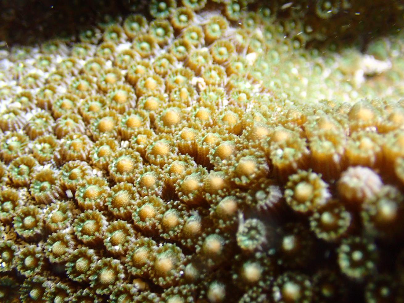 Coral Spawning Islamorada