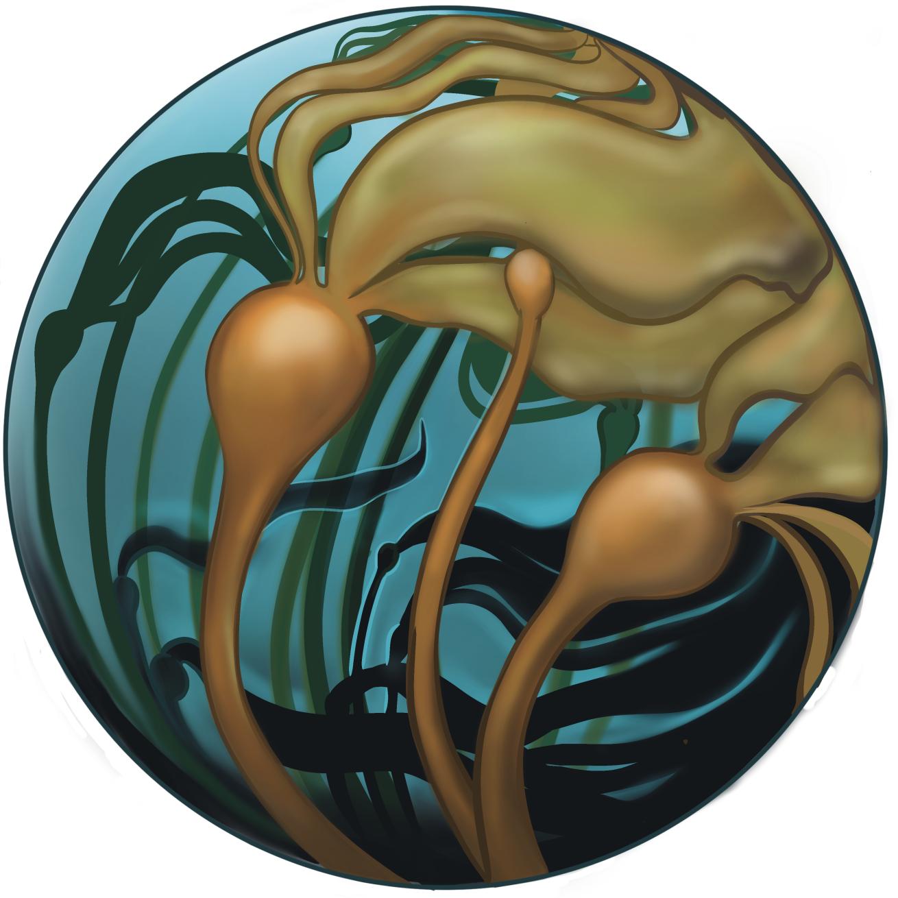 Nereocystis luetkeana