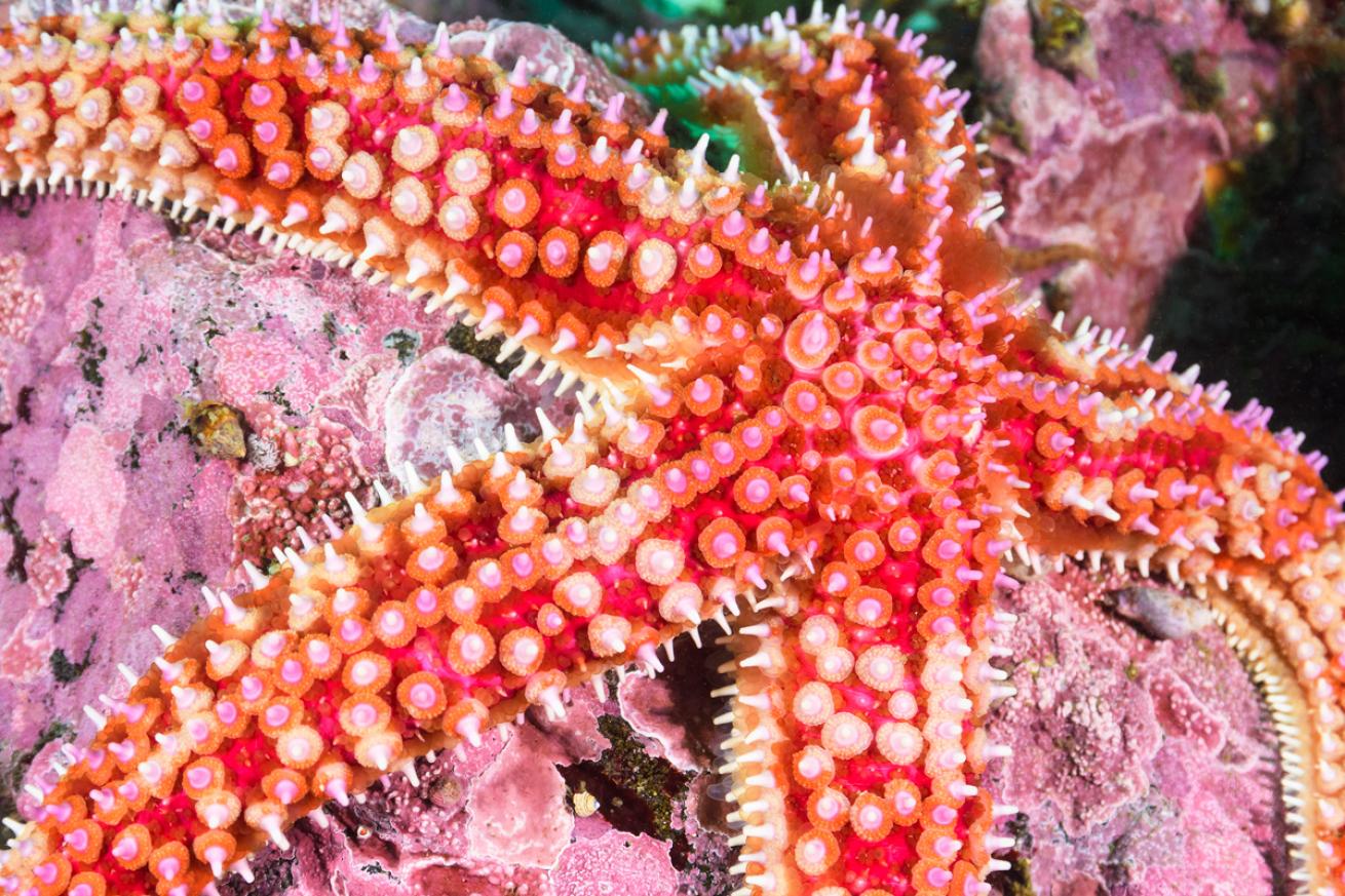 Orthasterias koehleri