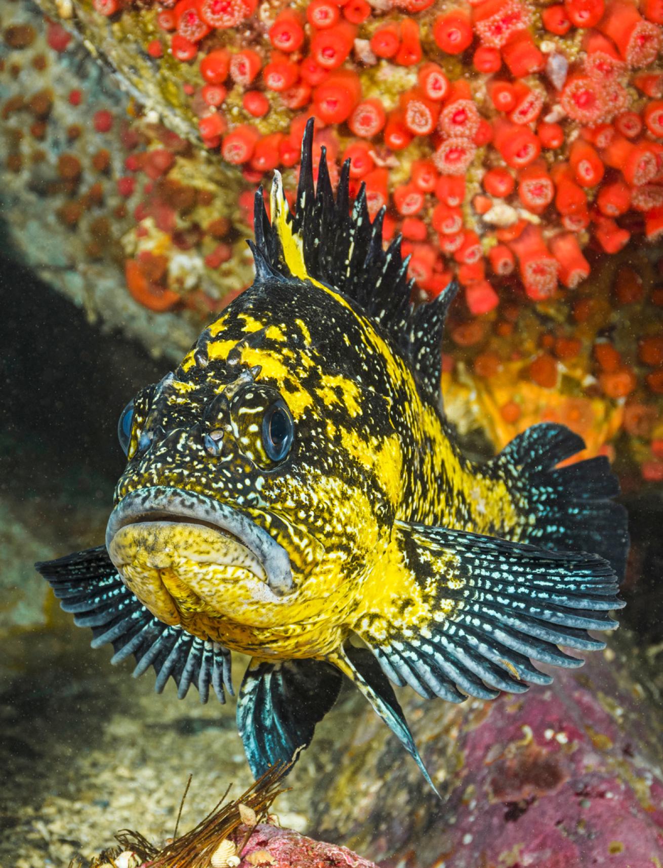 sebastes nebulosus