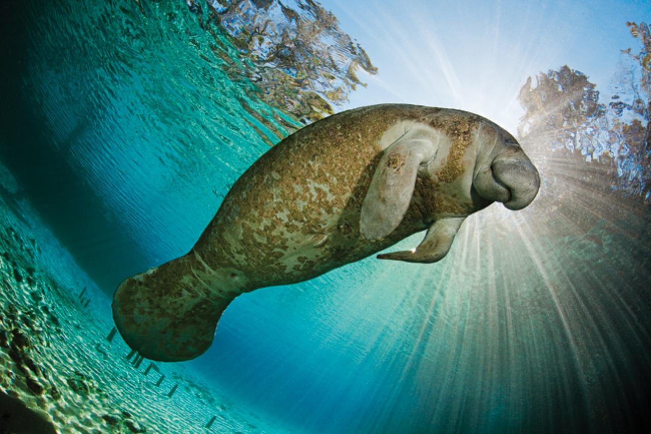 best big animal scuba dives