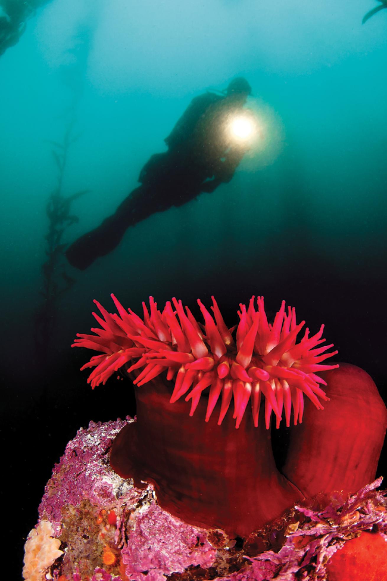 best overall destinations for scuba diving  