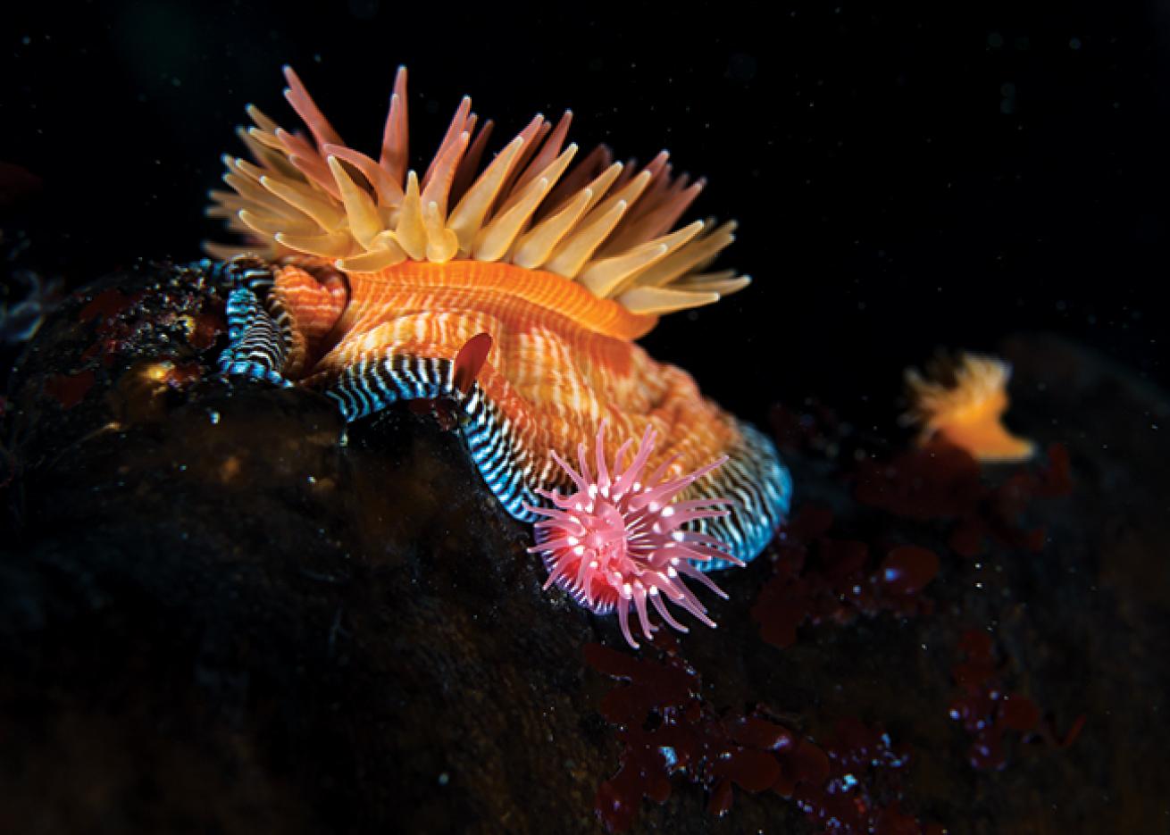 macro scuba diving destinations 