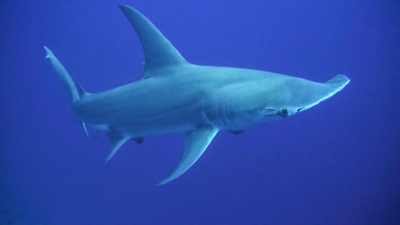 hammerhead shark