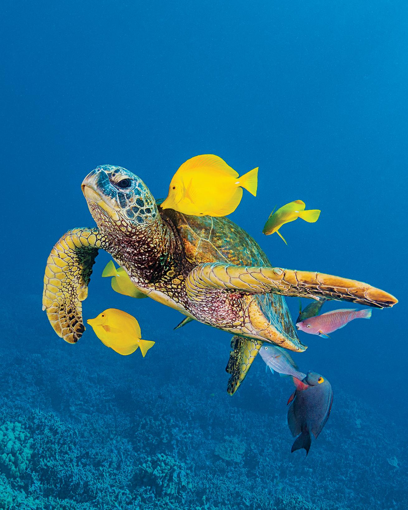 best overall scuba diving destinations 