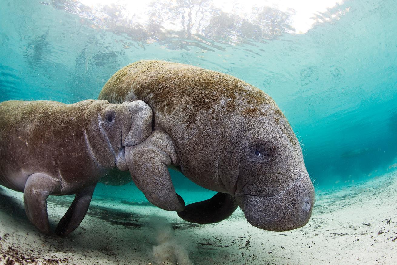 best beginner scuba dives in north america 