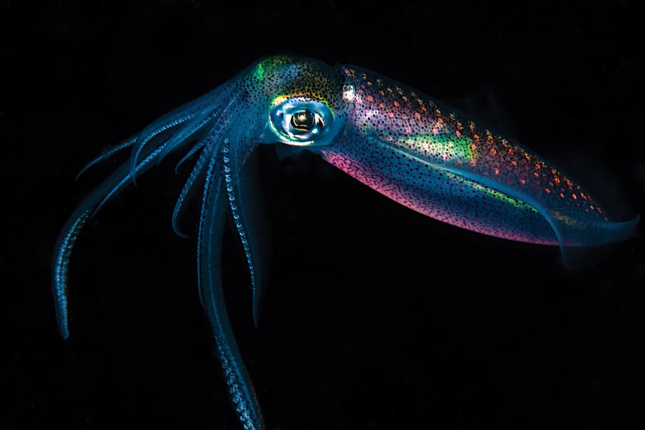 best scuba diving destinations in the pacific and indian oceans 