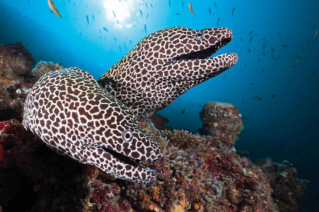 best scuba diving destinations in the pacific and indian oceans 