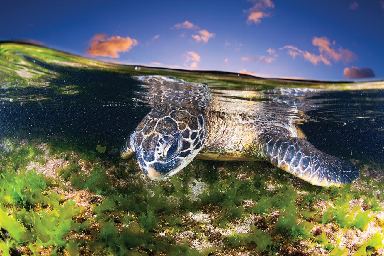 best shore diving destinations north america 