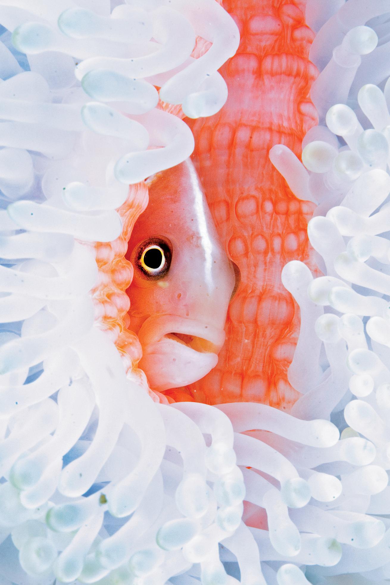 best scuba diving destinations 