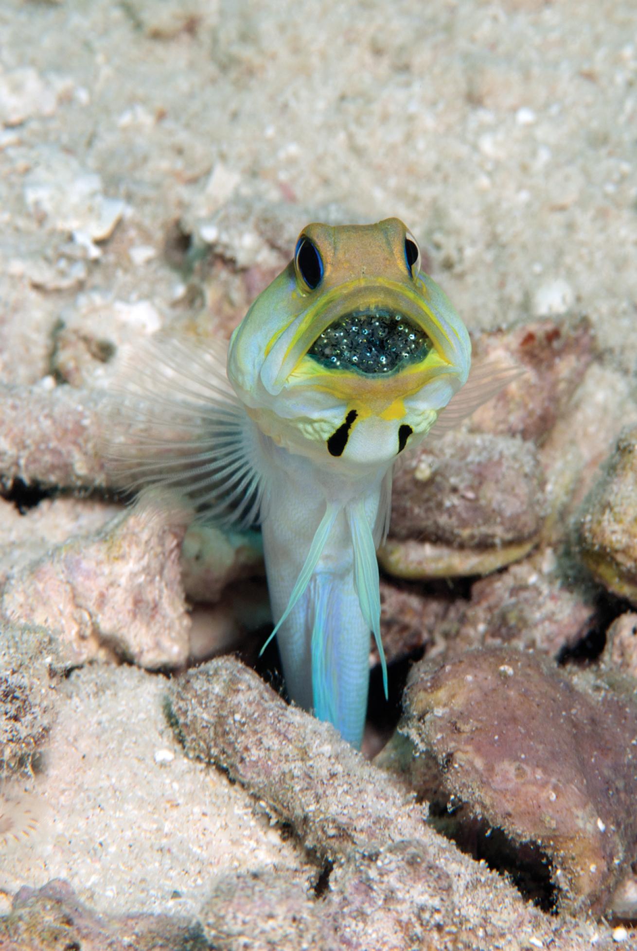 best scuba diving destinations for macro diving