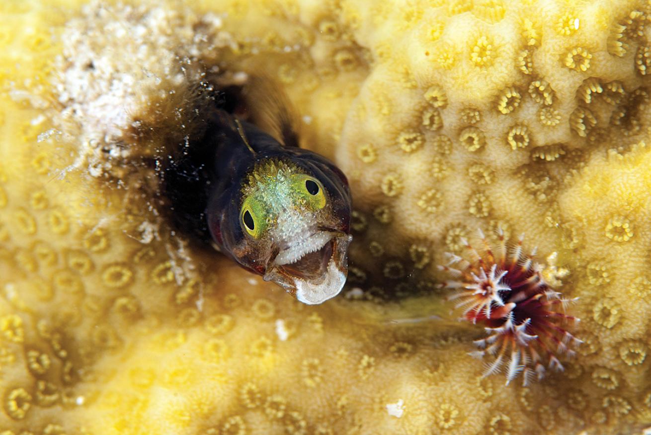 best scuba diving destinations for macro diving