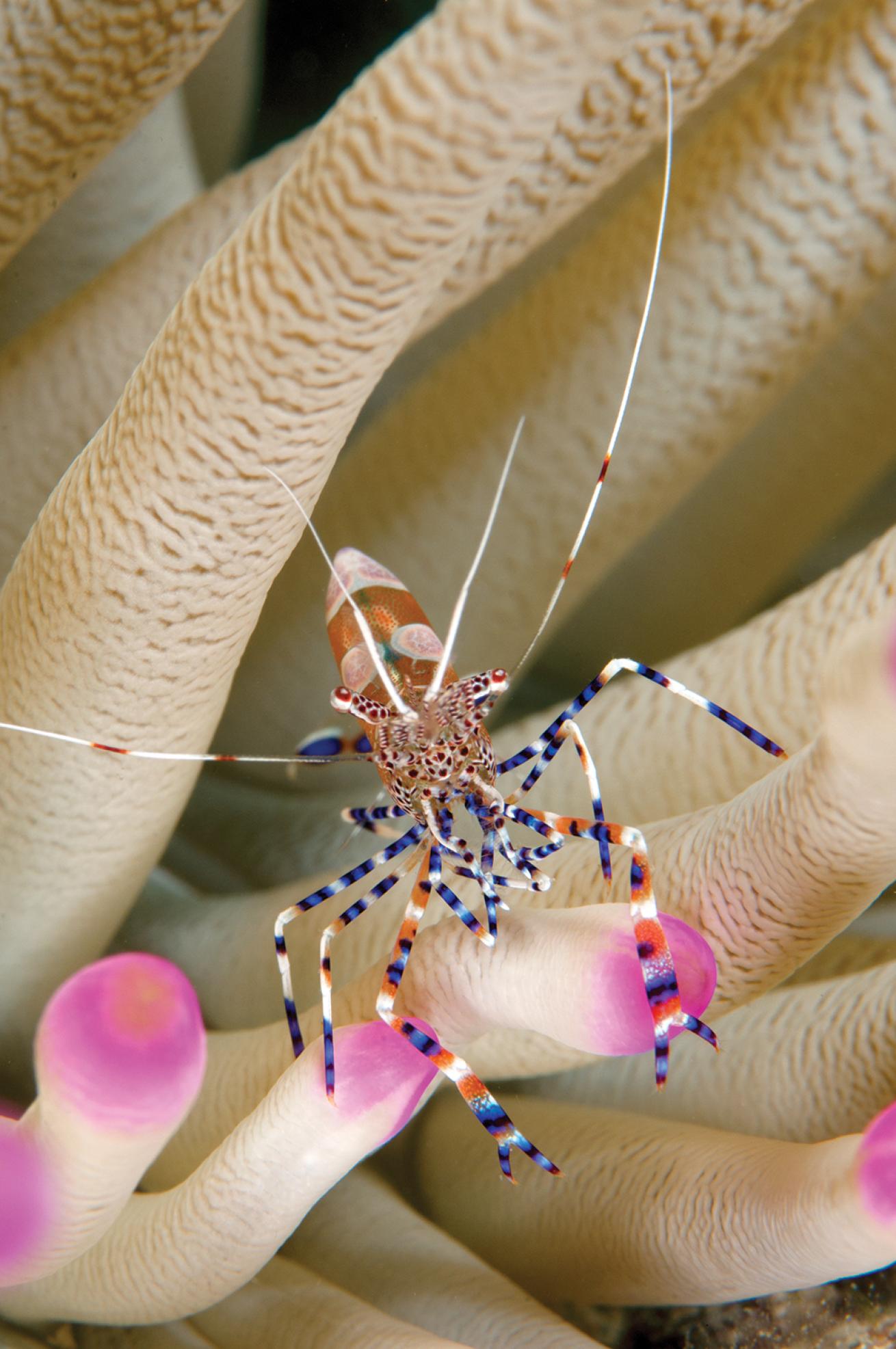 best scuba diving destinations for macro diving
