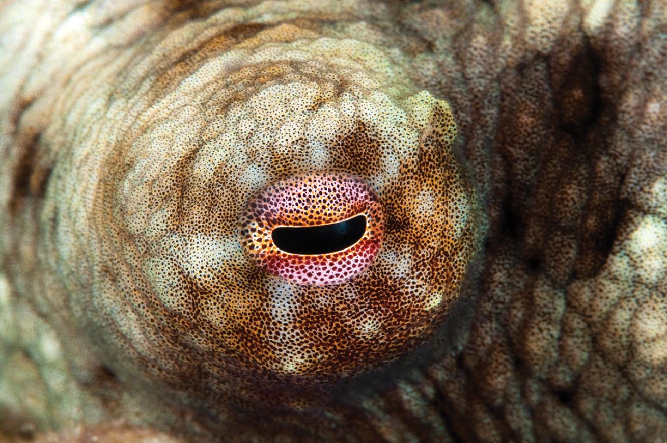 best scuba diving destinations for macro diving
