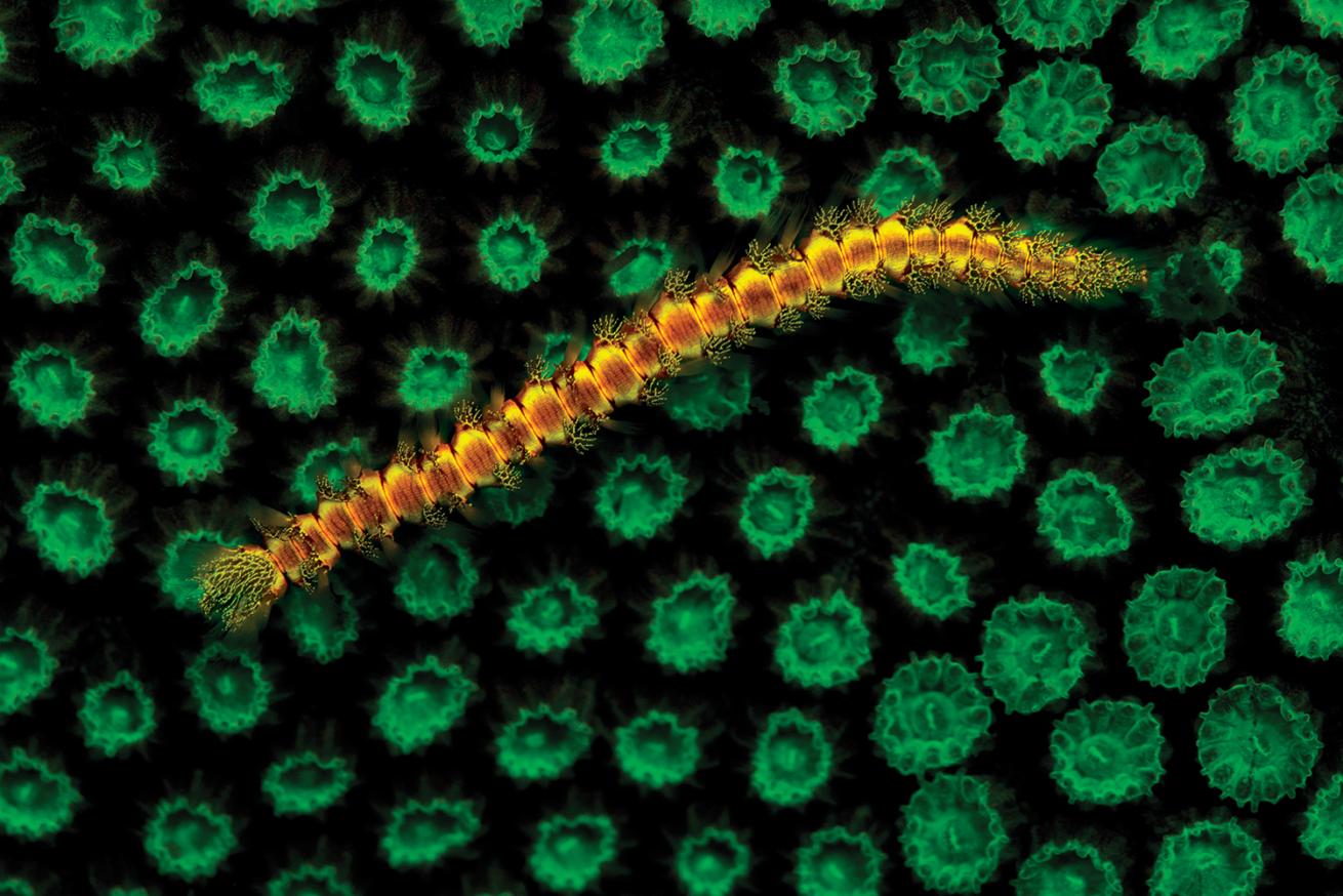 best scuba diving destinations for macro diving