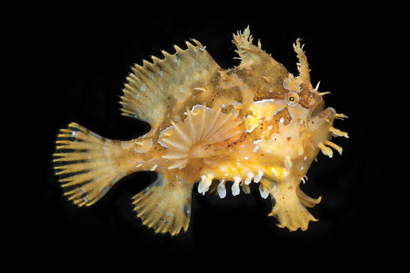best scuba diving destinations for macro diving