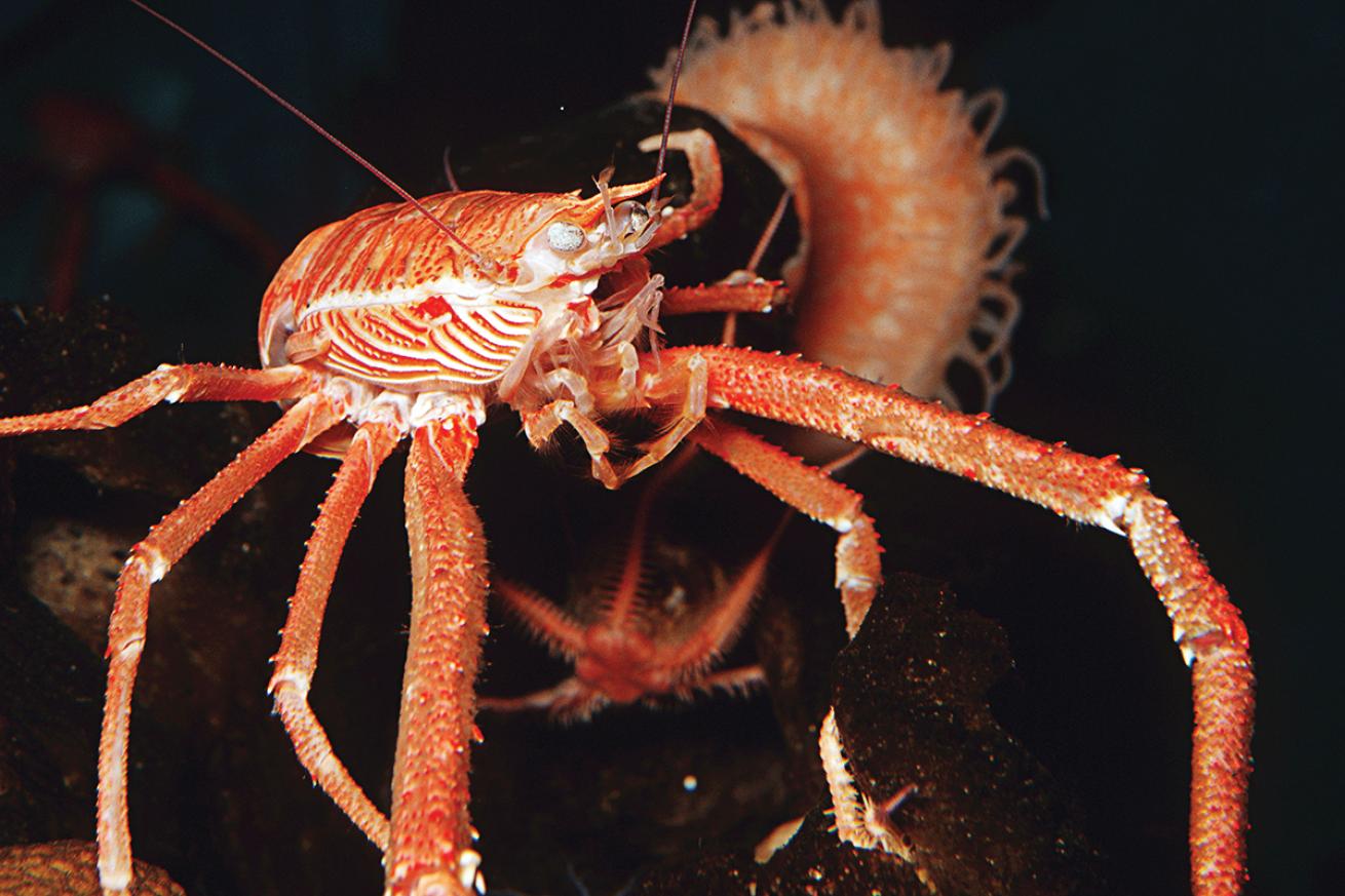 best scuba diving destinations for macro diving