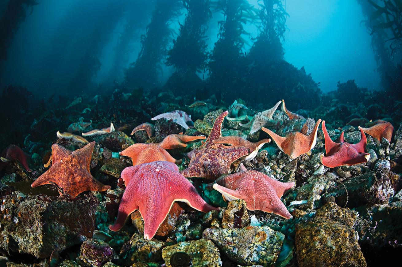 best scuba diving destinations for macro diving