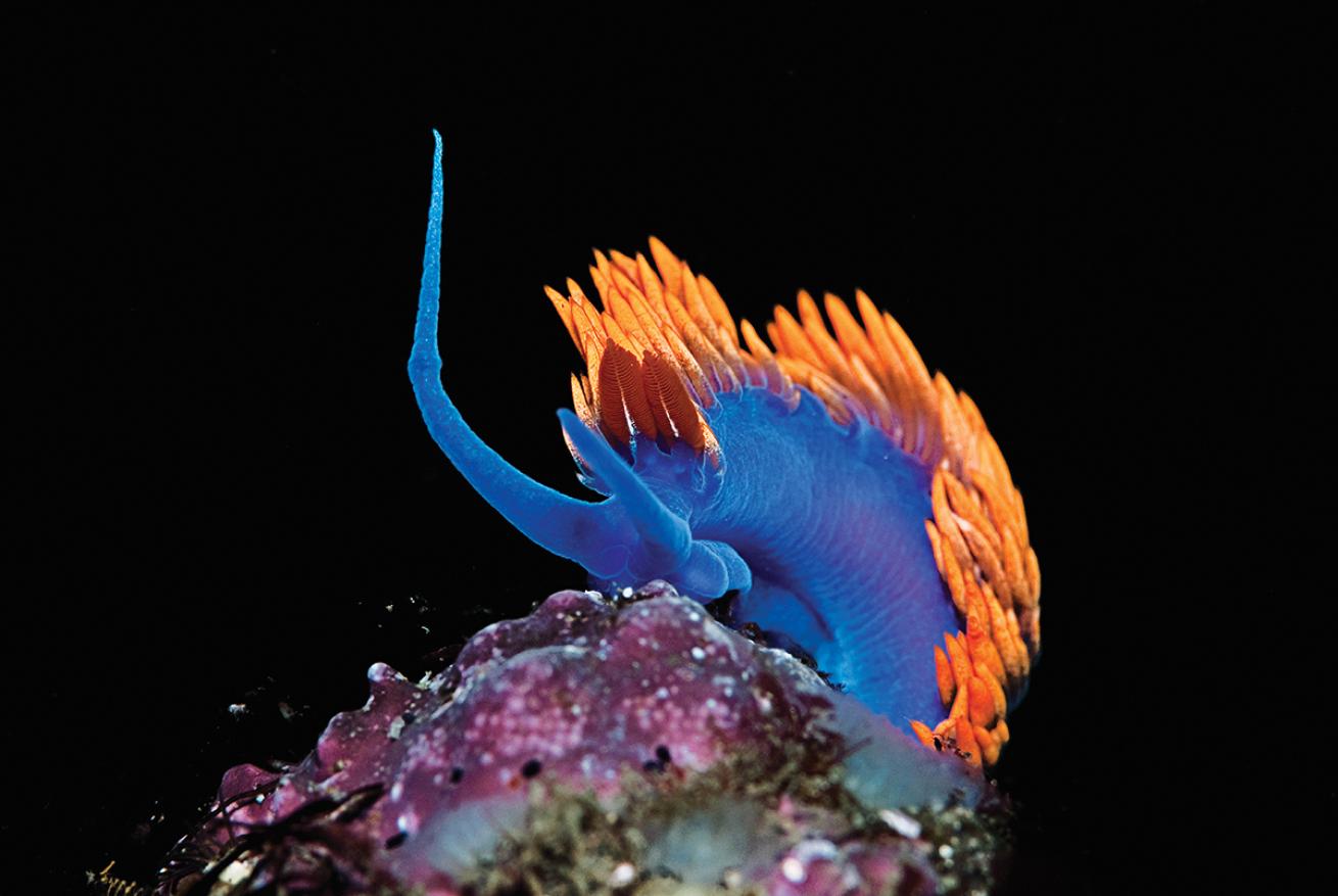 best scuba diving destinations for macro diving