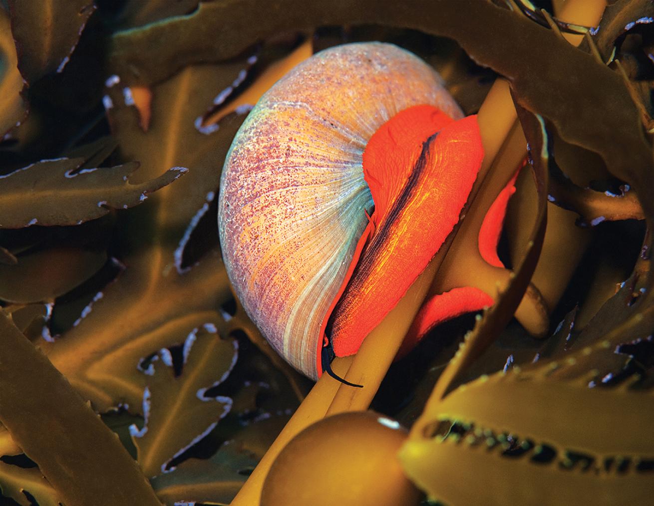 best scuba diving destinations for macro diving
