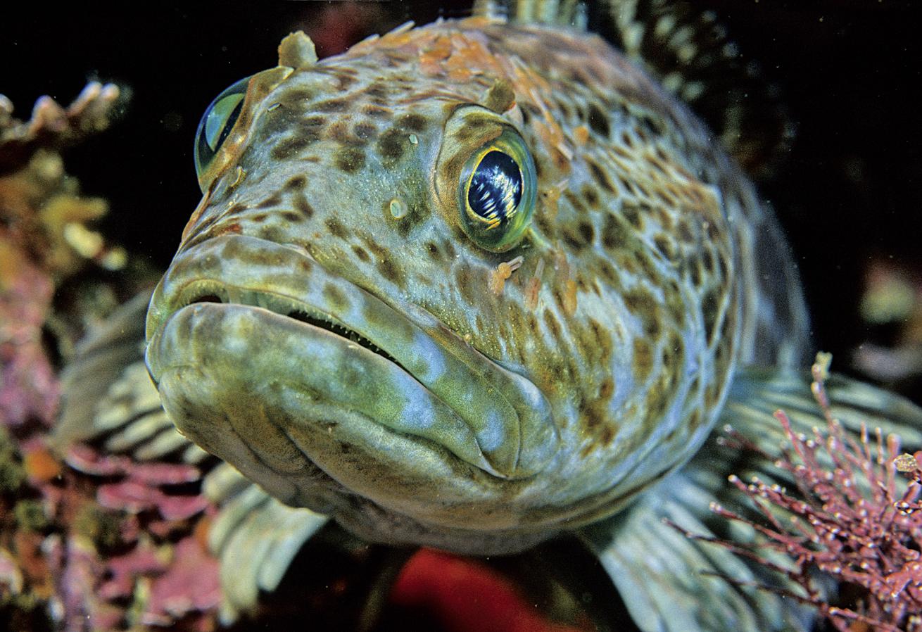 best scuba diving destinations for macro diving