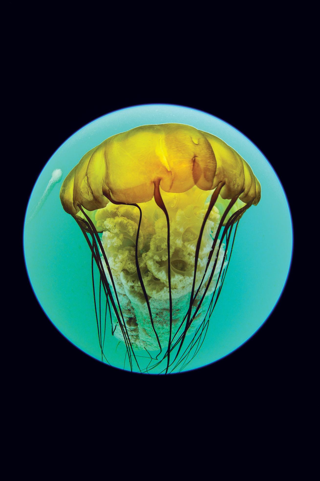 best scuba diving destinations for macro diving