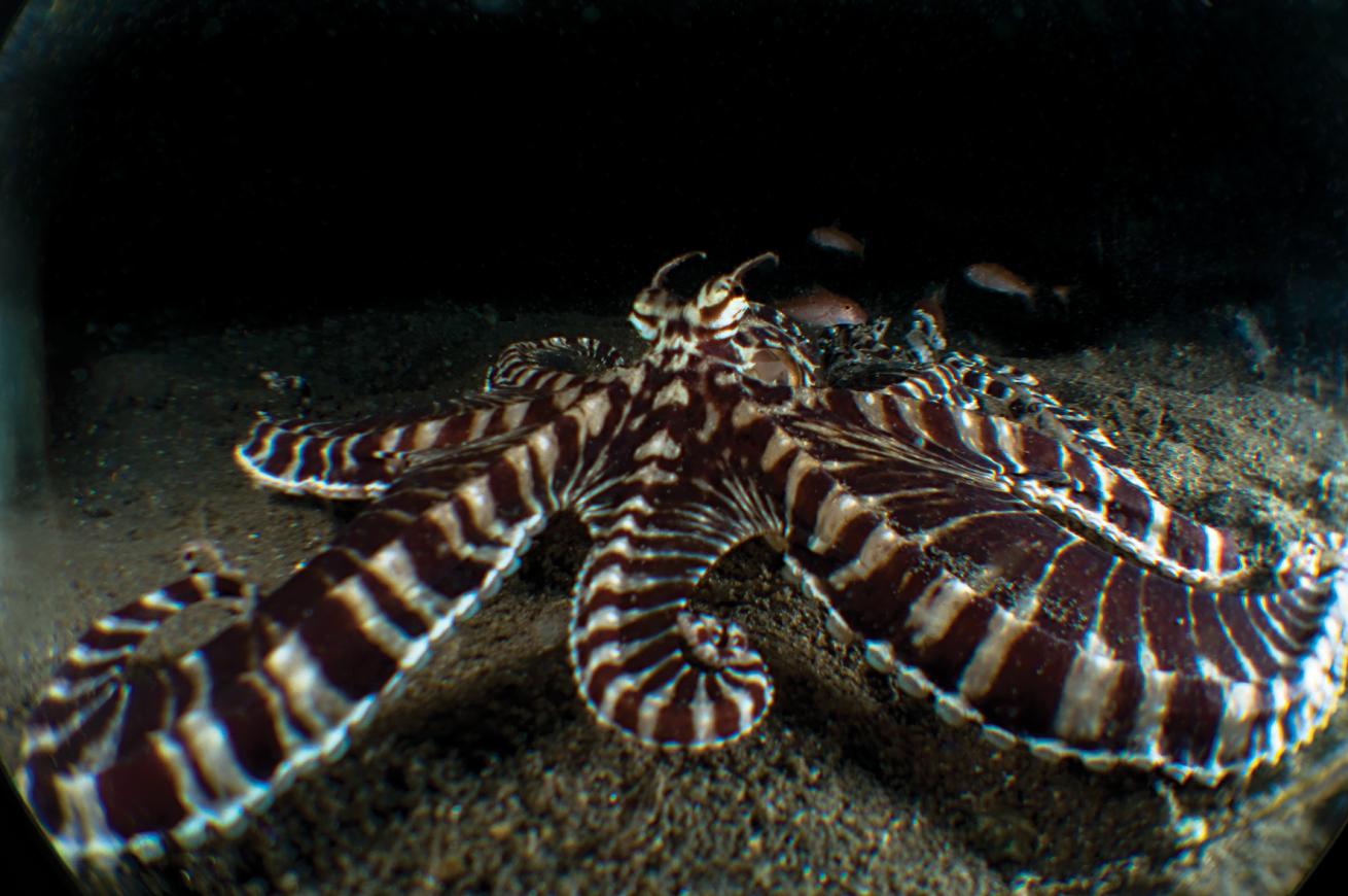 best scuba diving destinations for macro diving