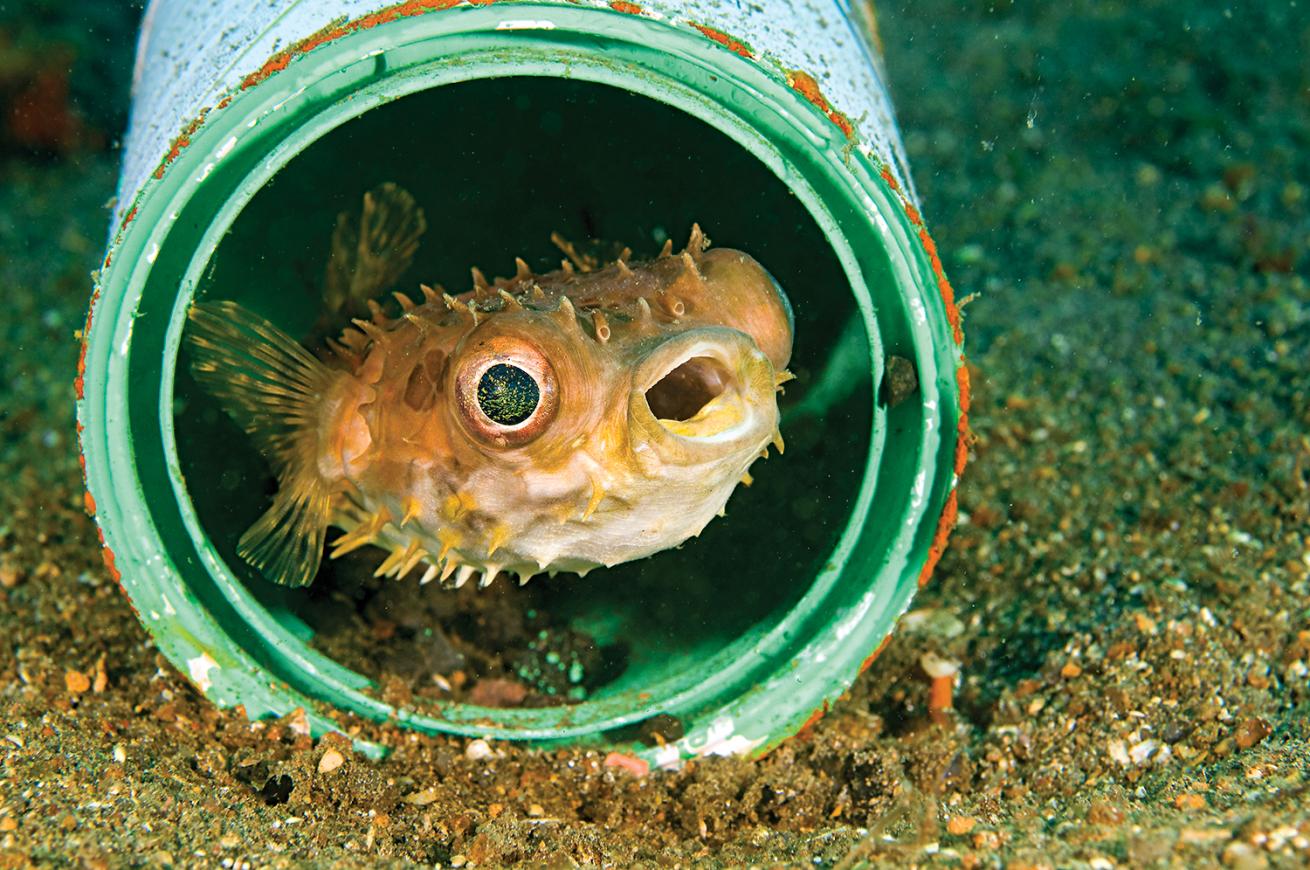 best scuba diving destinations for macro diving