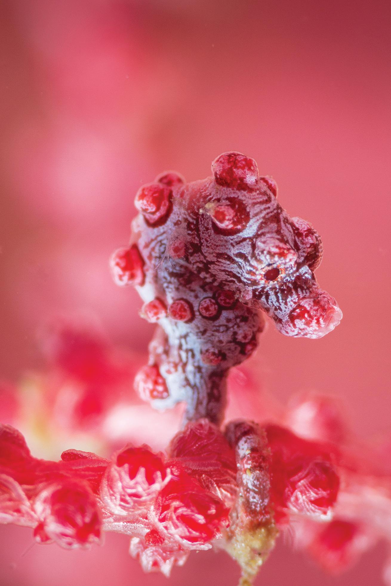 best scuba diving destinations for macro diving