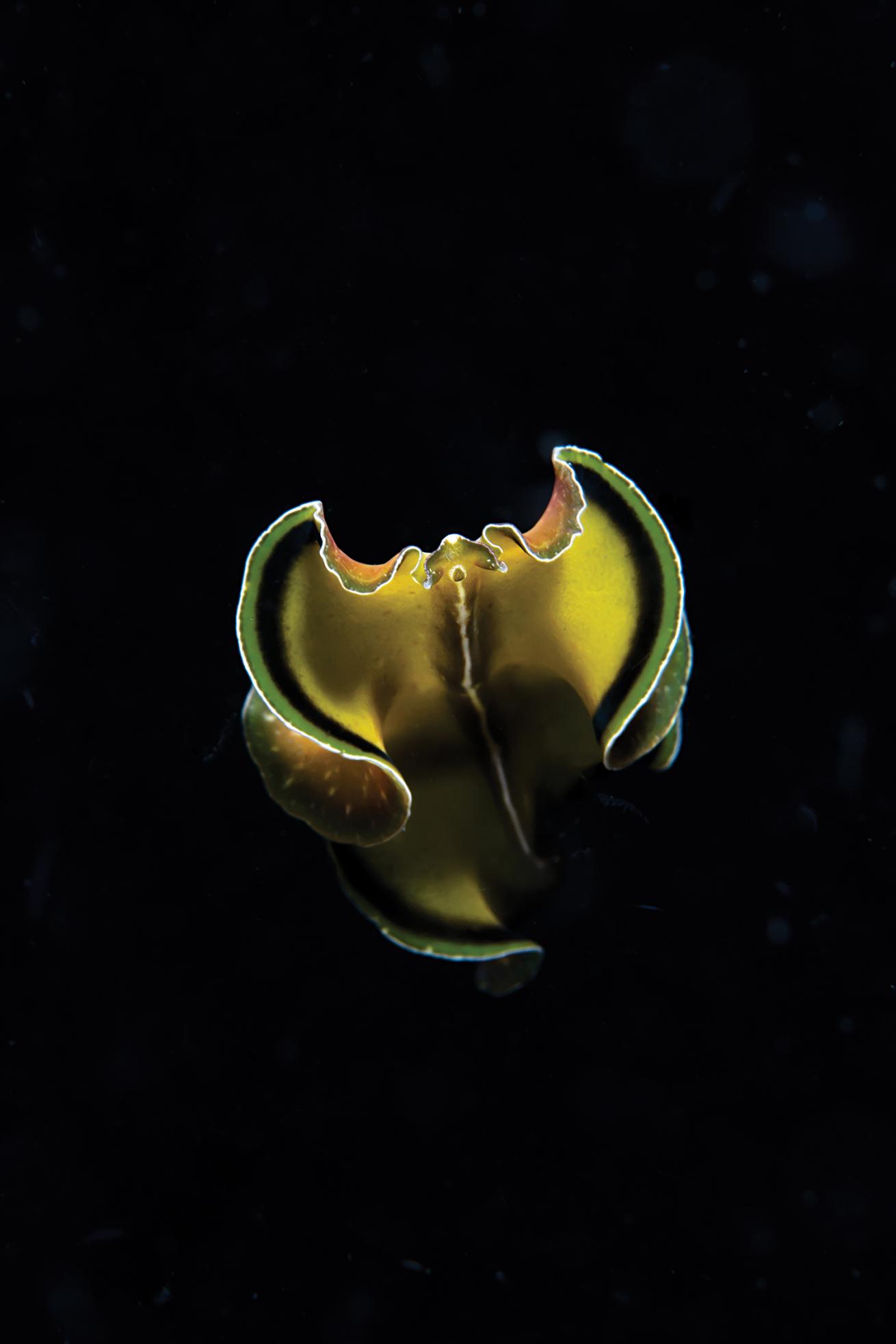 best scuba diving destinations for macro diving