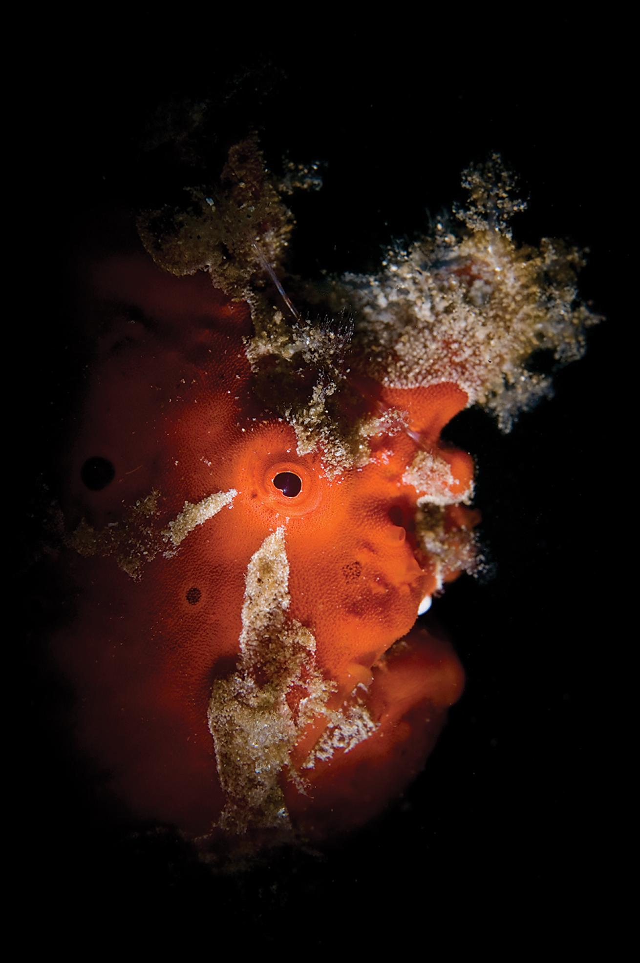 best scuba diving destinations for macro diving