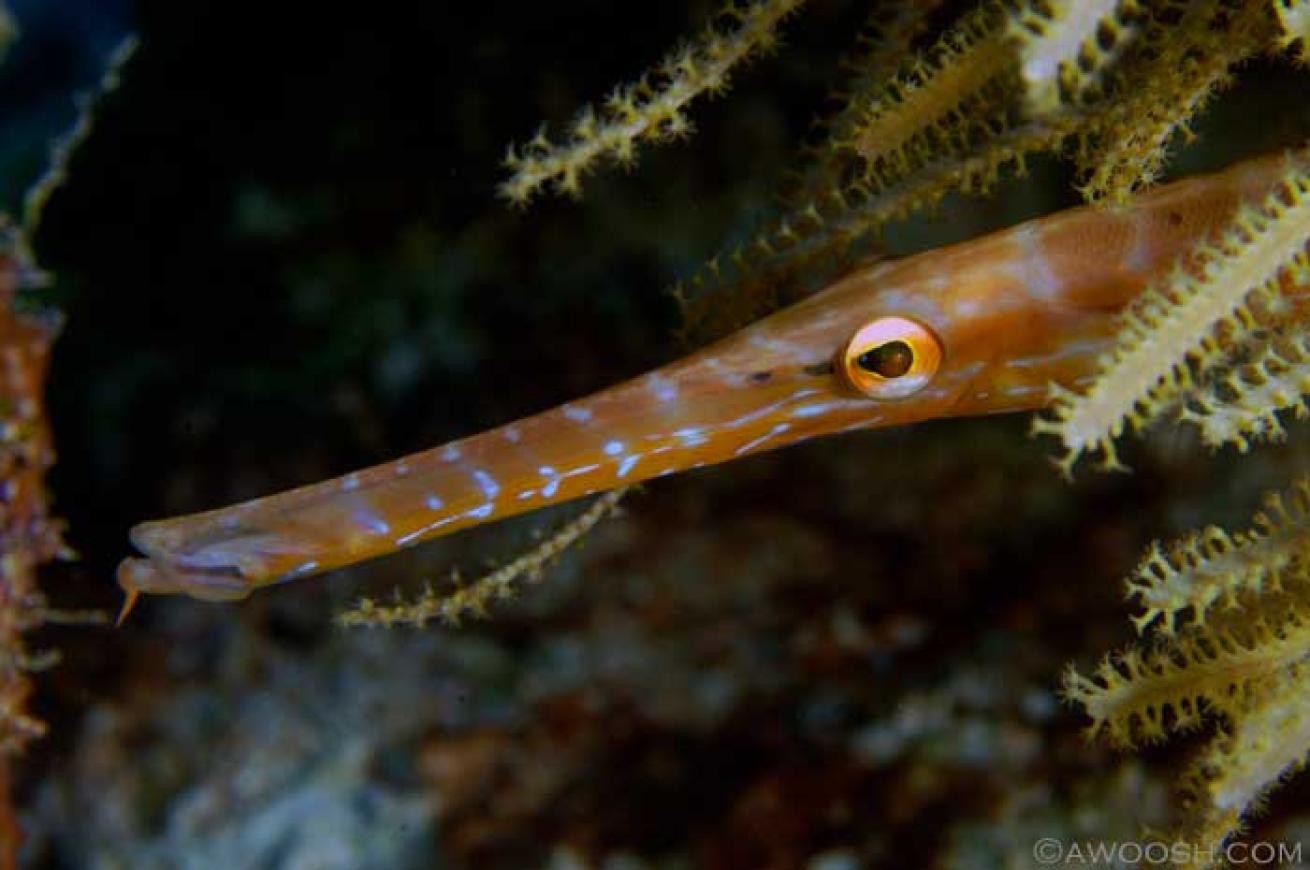 cozumel scuba diving photos