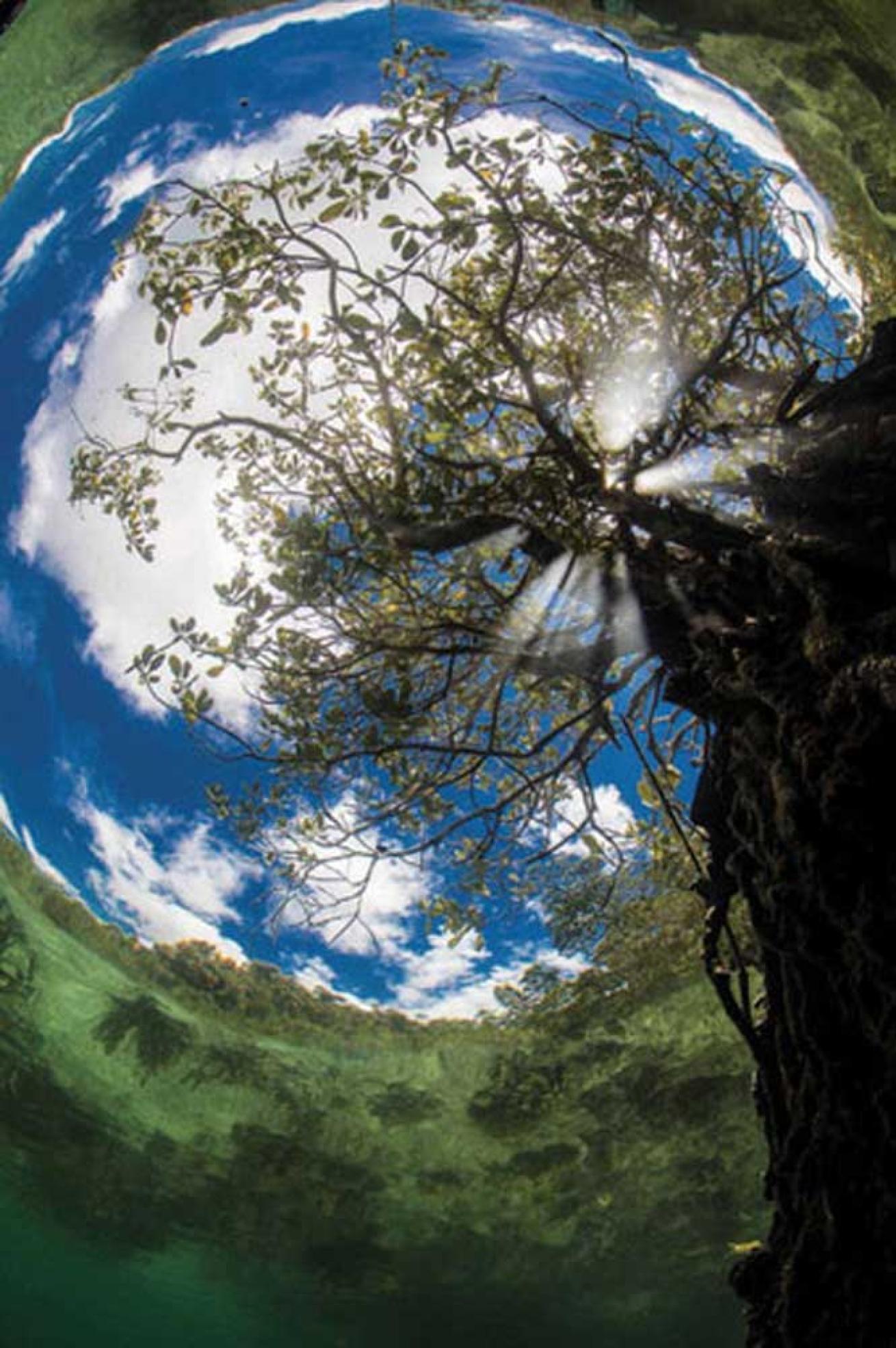 underwater mangroves 