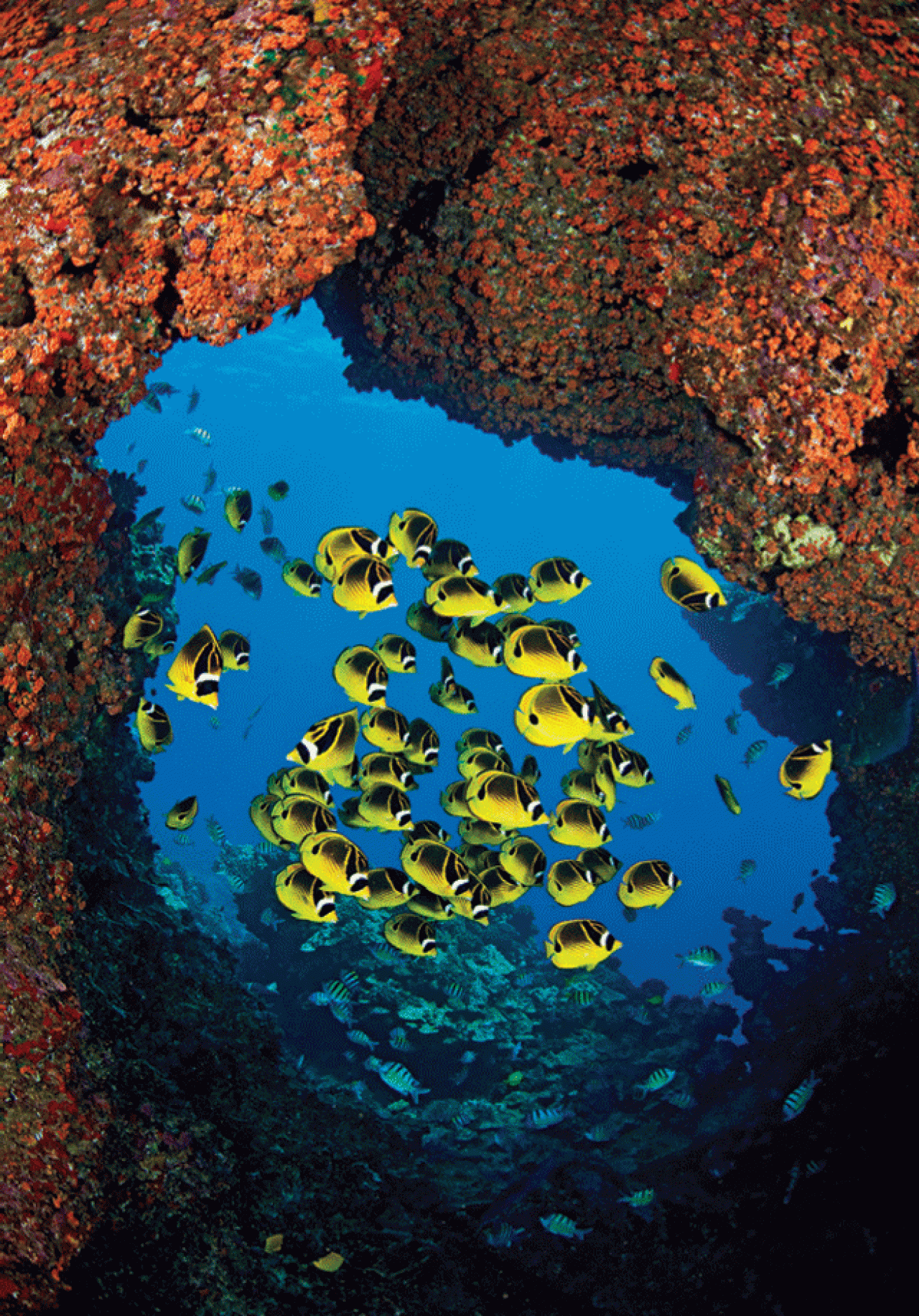 kona hawaii travel fish