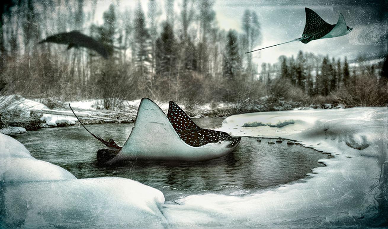 underwater conceptual photography
