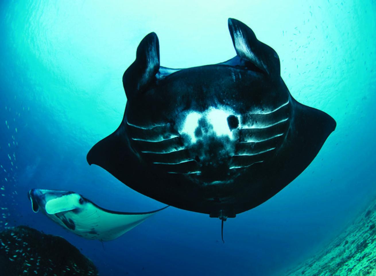 scuba diving raja ampat