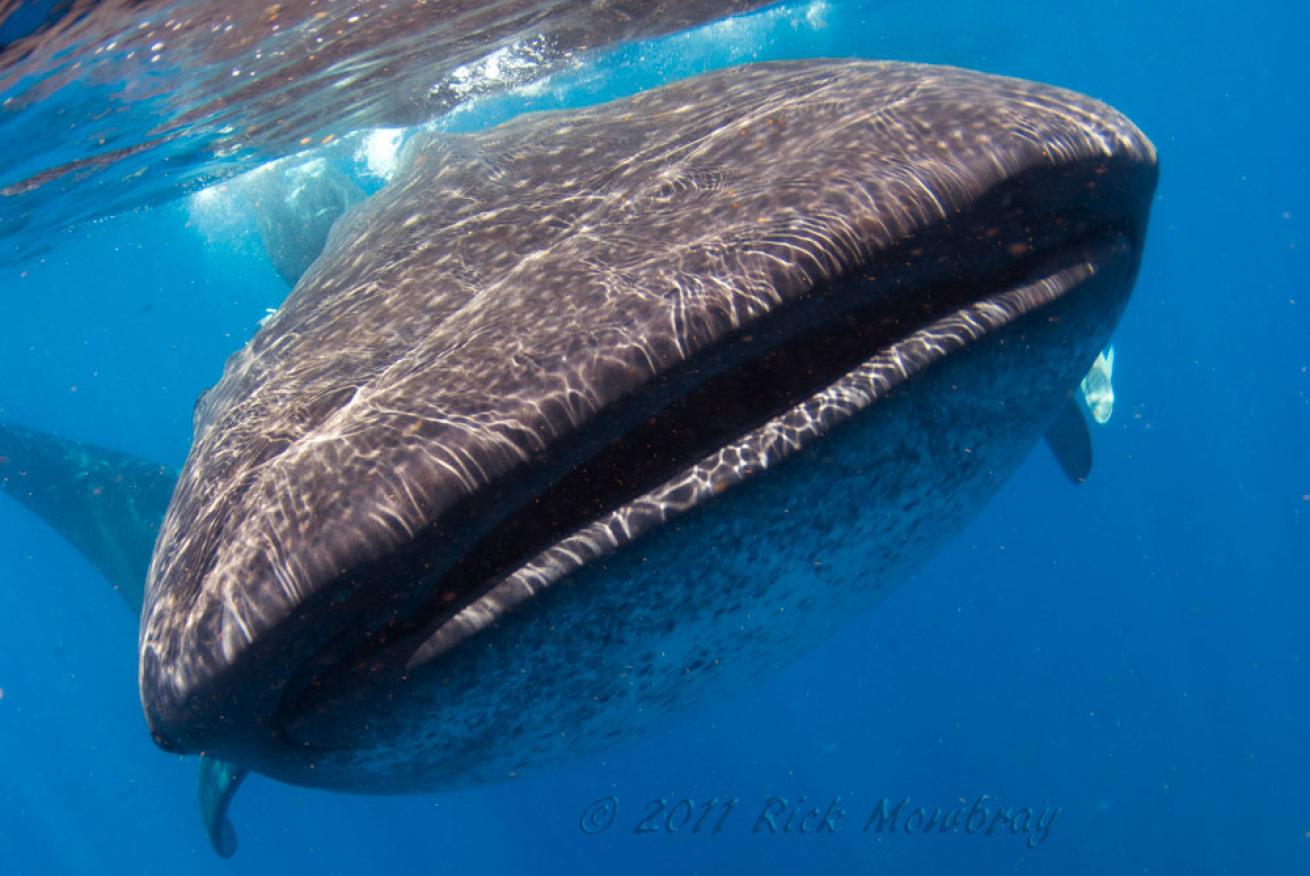 whale shark