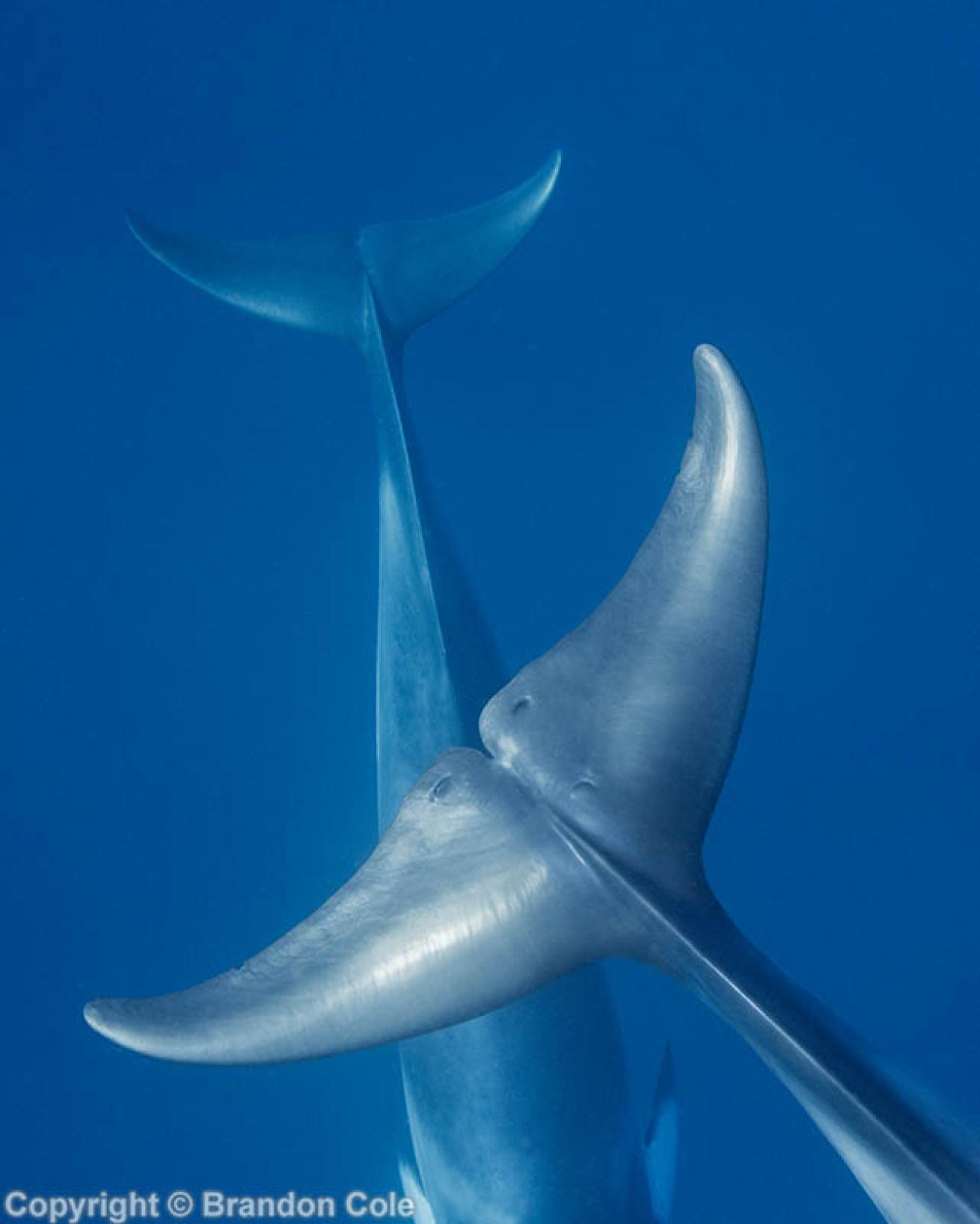 Minke whale
