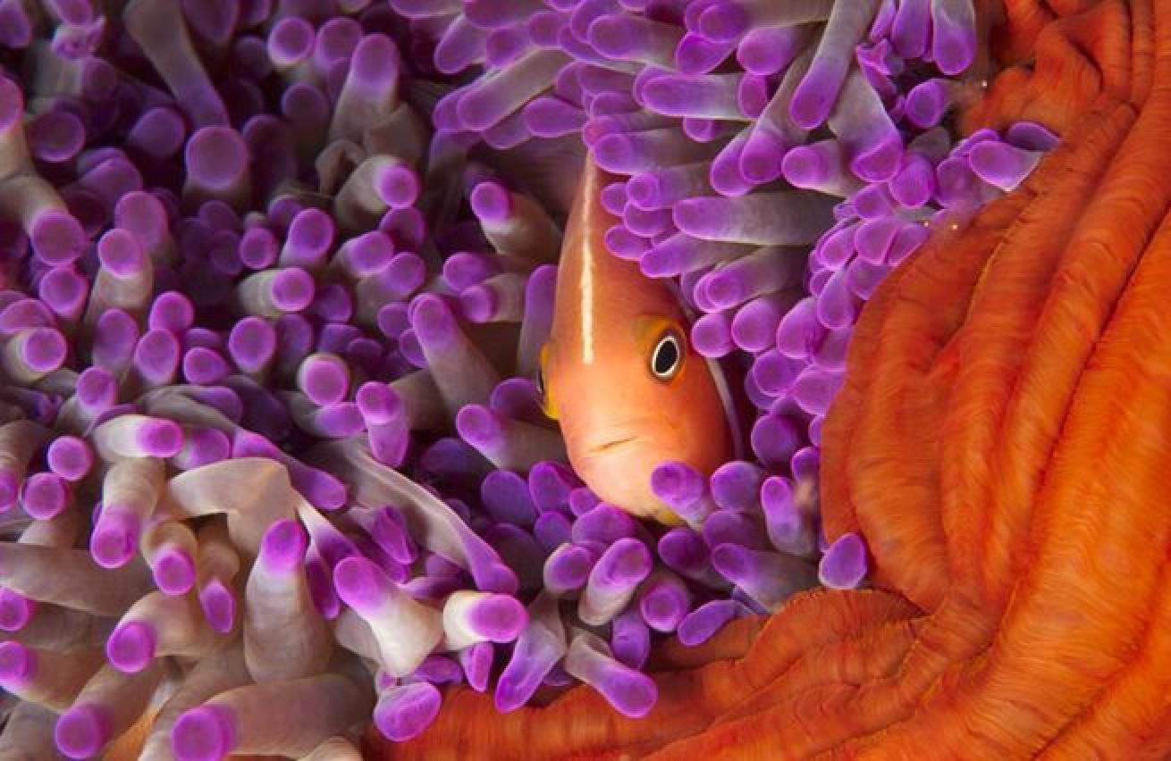 Can't Touch This

A layer of mucus protects the fish from the deadly sting of the anemone and allows them seek protection from predators in the tentacles.