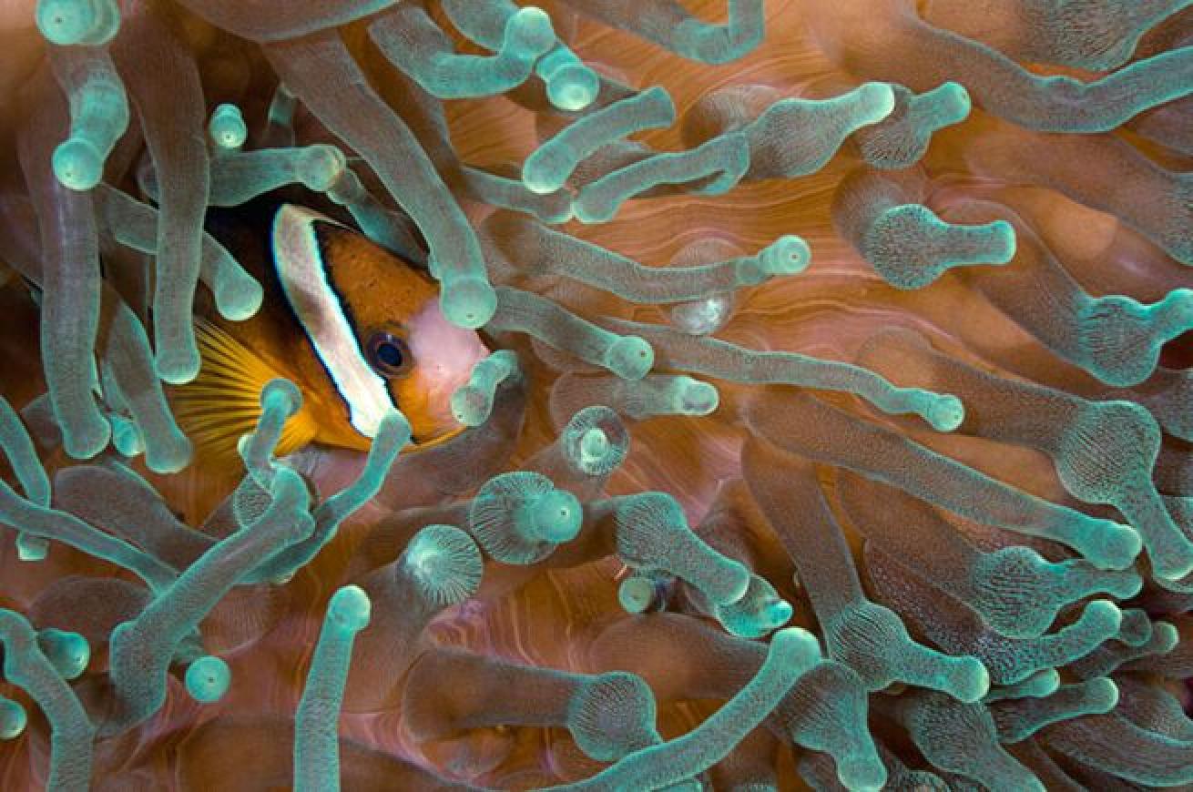 Buying Frenzy

Following the release of the success of Finding Nemo, the population numbers for anemonefish in the wild diminished. According to a study conducted by the University of Cumbria in 2008, anemonefish population numbers fell by 75 percent in some areas and reefs.