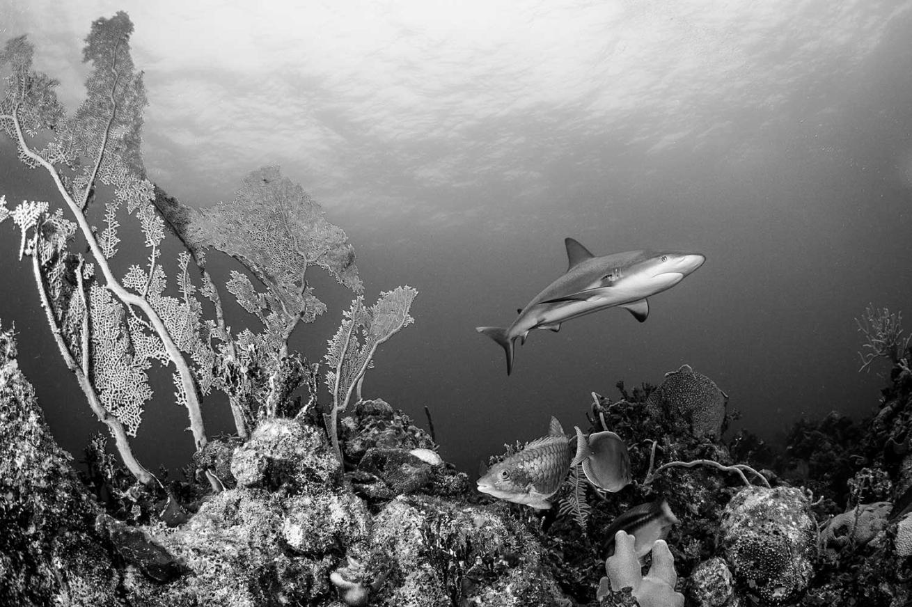 Western Atlantic Ocean, Exuma Cays, Bahamas